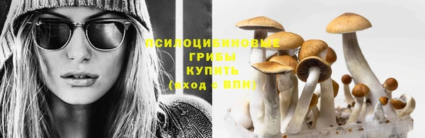 шишки Дмитровск